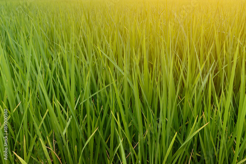 Beautiful rice field.