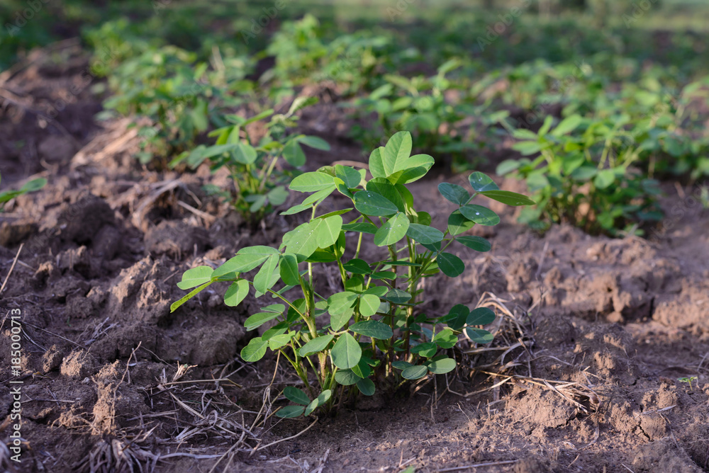 Peanut plants in field. Peanut plants in field.