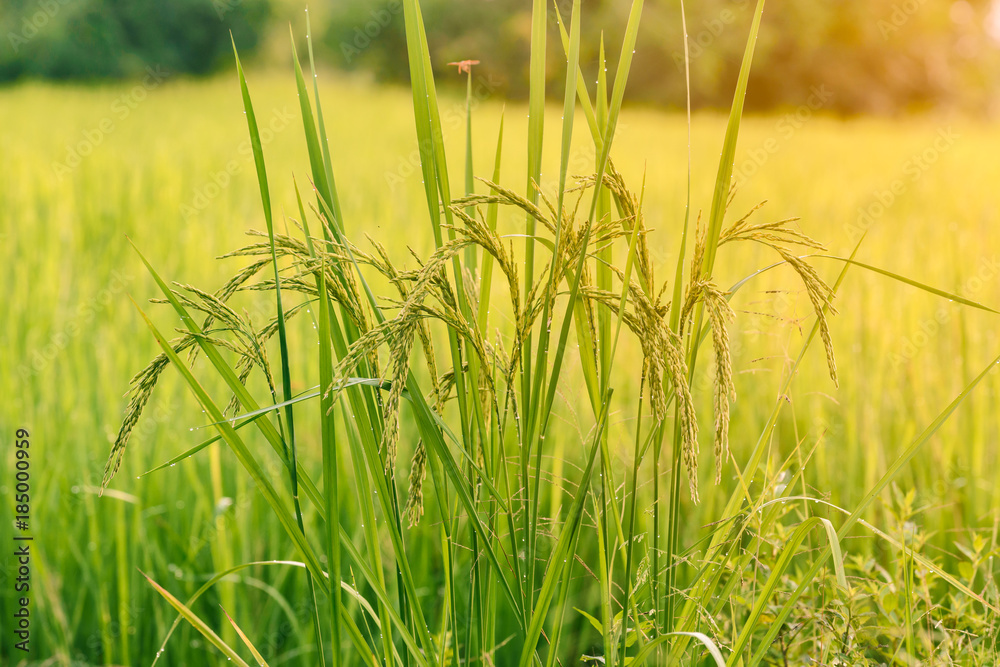 Beautiful rice paddy in field.