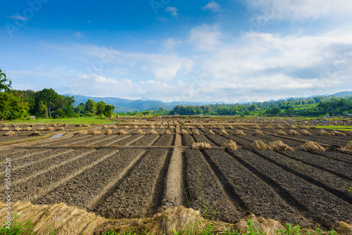 Landscape view of a freshly growing agriculture vegetable