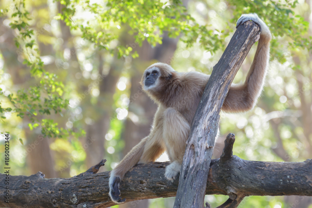 Obraz premium White-handed gibbon is sitting on a branch with green leaf and bokeh background. Copy space