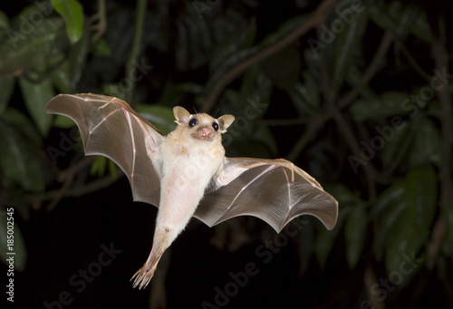 Dwarf epauletted fruit bat (Micropteropus pussilus) flying at night, Legon, Ghana photo