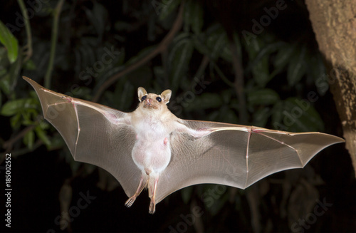 Dwarf epauletted fruit bat (Micropteropus pussilus) flying at night, Legon, Ghana