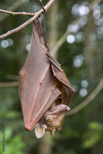 Franquet's epauletted fruit bat (Epomops franqueti) hanging in a tree, Volta Province, Ghana photo