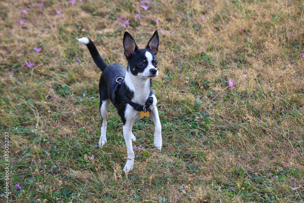Black and white chihuahua walking in the countryside Black and white chihuahua walking in the countryside