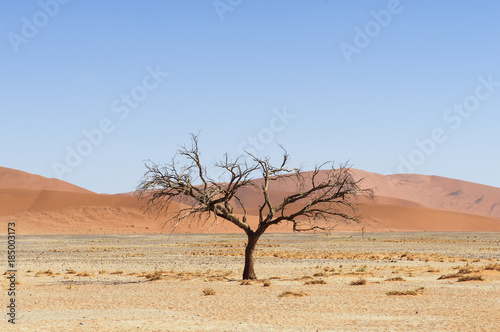 Dune with acacia tree in the Namib Desert   Dune with acacia tree in the Namib desert  Namibia  Africa.
