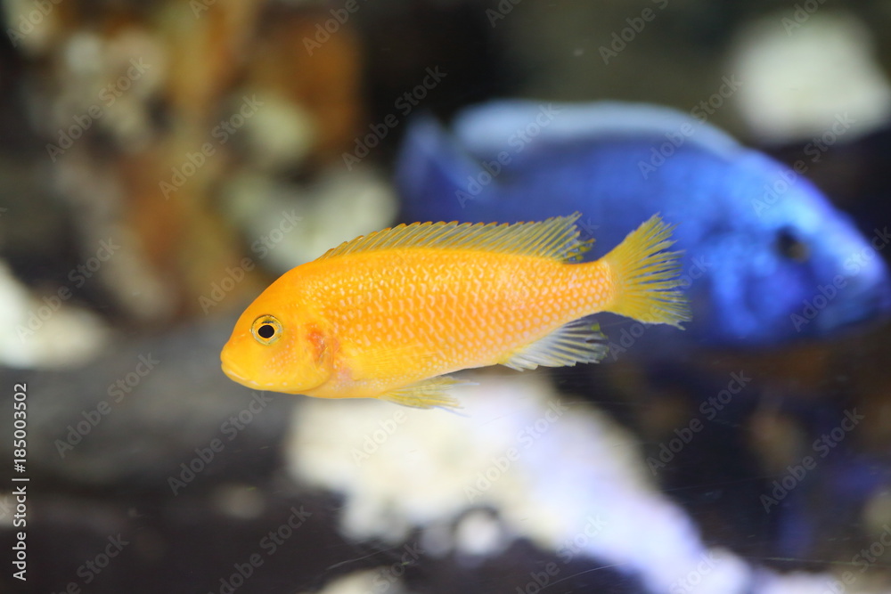 lemon yellow lab (Labidochromis caeruleus) in Lake Malawi , East Africa lemon yellow lab (Labidochromis caeruleus) in Lake Malawi , East Africa