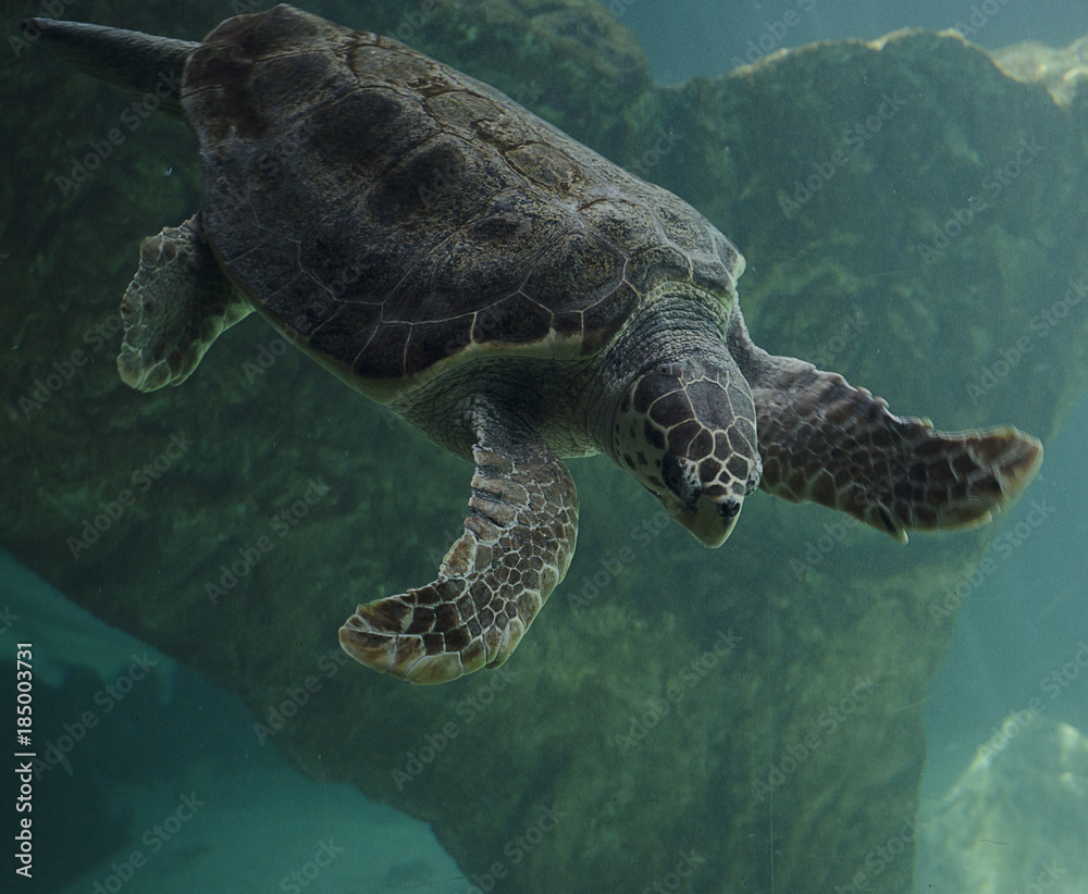Fototapeta premium turtle under the sea