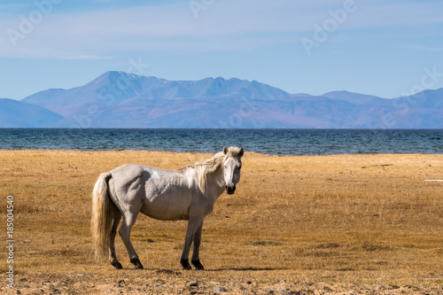 White horse standing on the shore of Lake Hovsgol