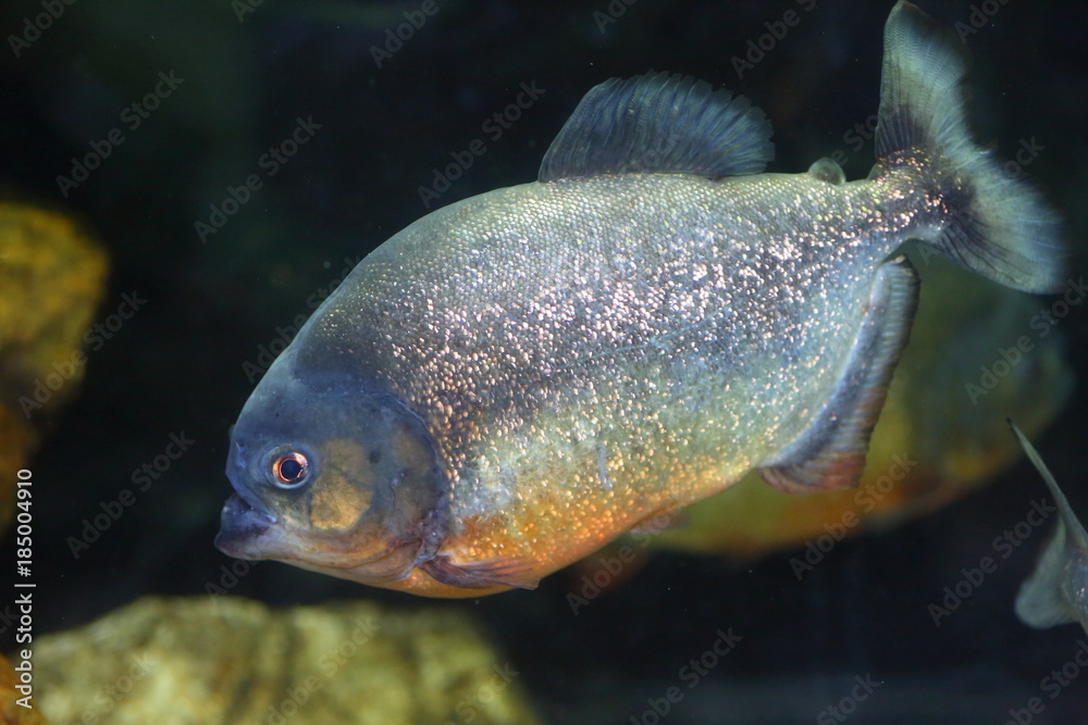 Red-bellied piranha (Pygocentrus nattereri ) in Brazil Red-bellied piranha (Pygocentrus nattereri ) in Brazil