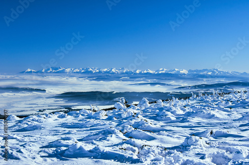Snow covered spruces in the mountains in winter Beskidy in Poland.