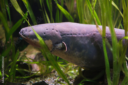 Electric eel (Electrophorus electricus) photo