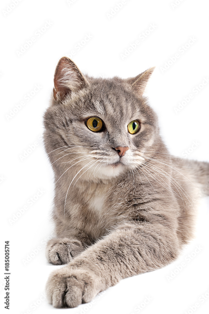 The gray cat lies, a white background