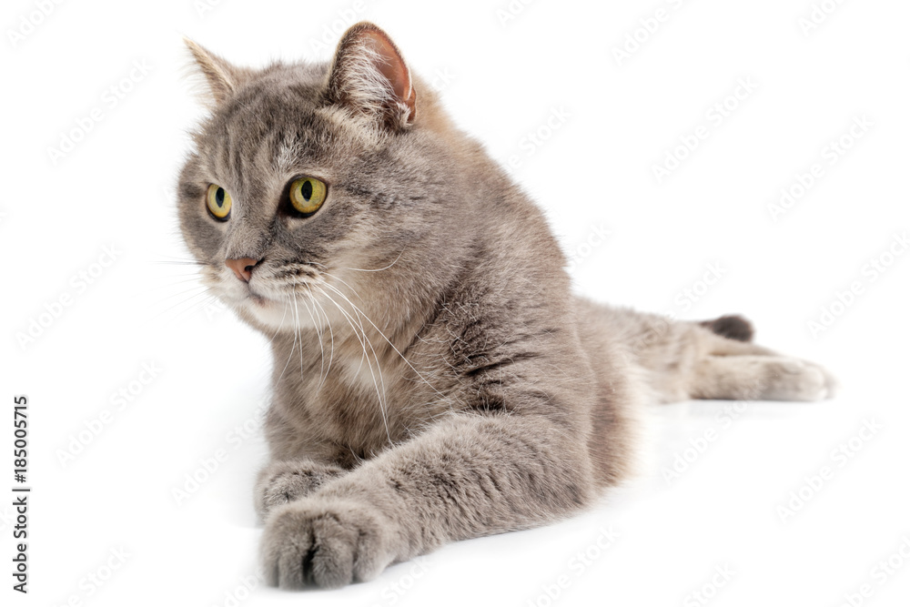 Fototapeta premium The gray cat lies, a white background