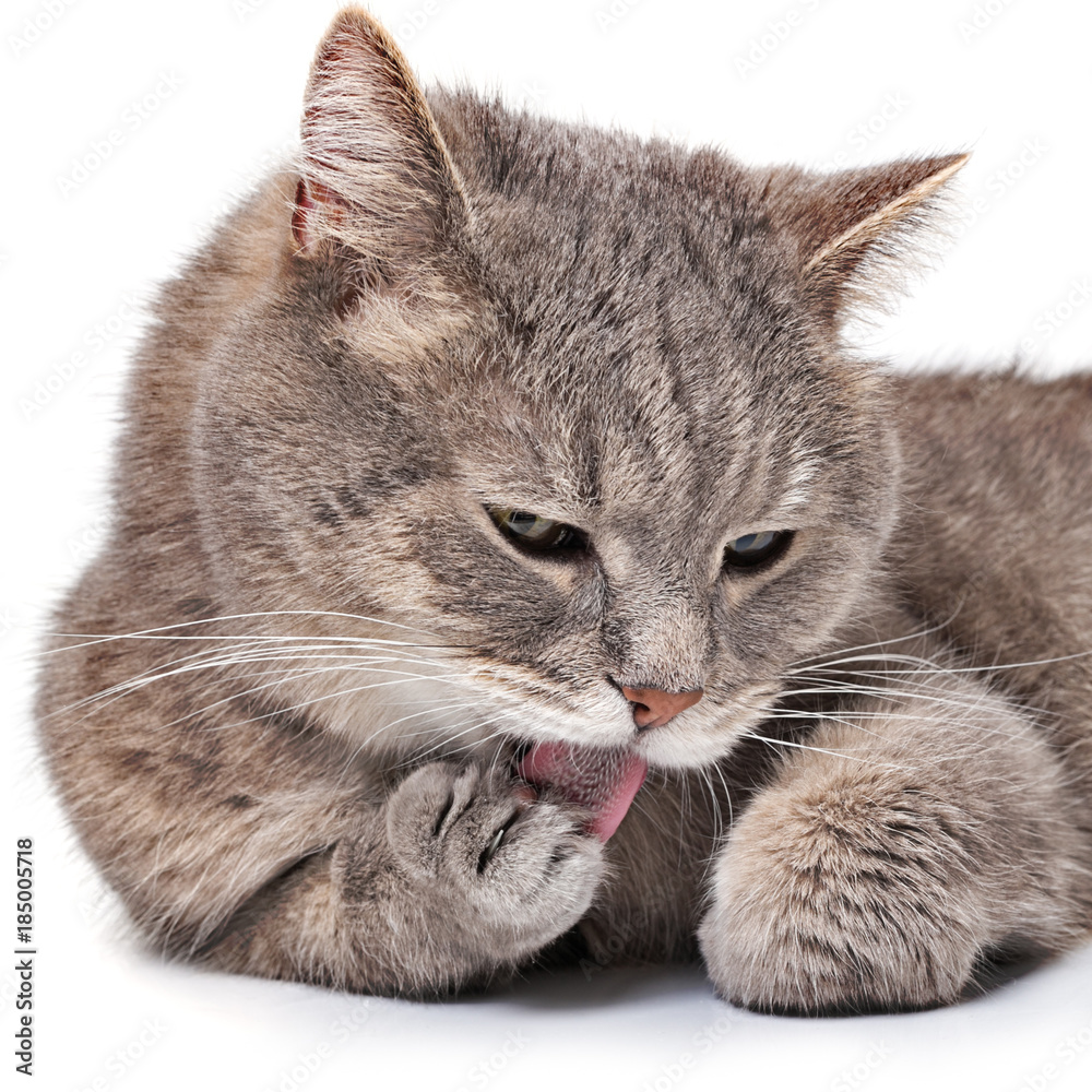 Muzzle of the gray cat licking a forepaw. Muzzle of the gray cat licking a forepaw.