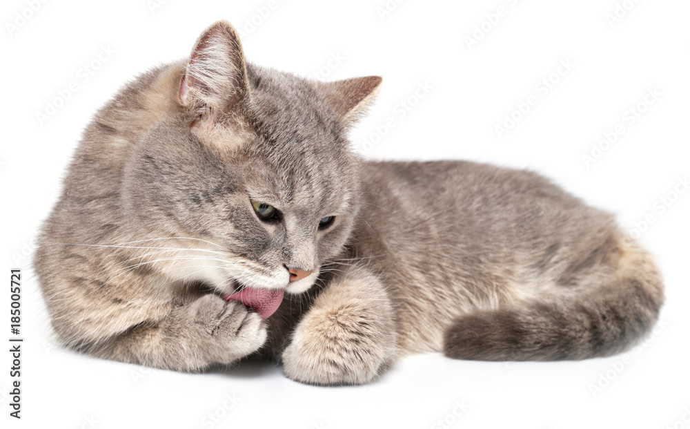The gray cat quietly lies and licks a forepaw, is isolated on white