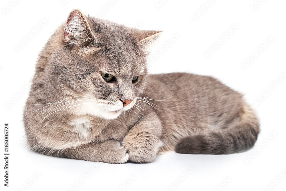 Obraz premium The gray cat quietly lies, having sprained forepaws, is isolated on white