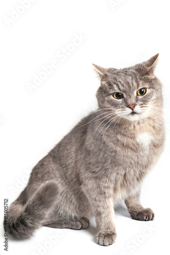 Fototapeta Naklejka Na Ścianę i Meble -  The gray cat sits, having pressed ears.