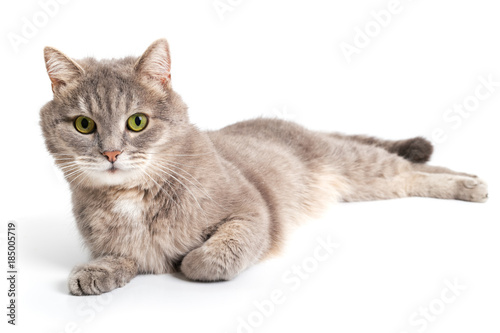 The gray cat lies, a white background