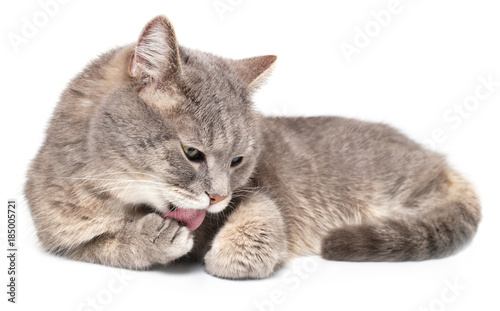 Obraz na płótnie The gray cat quietly lies and licks a forepaw, is isolated on white w salonie