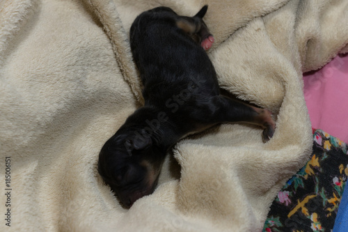 new born sweet defenseless black puppy with an advanced pink leg, closeup