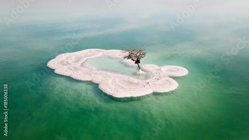 Aerial image of a Bare tree on a salt deposit in the Dead Sea photo