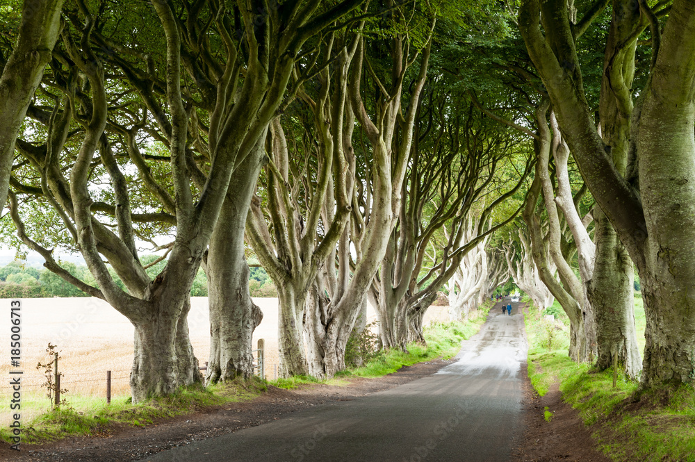 The Dark Hedges, a beautiful avenue of beech trees was planted by the Stuart family in the eighteenth century. Ballymoney County Antrim, Northern Ireland, UK The Dark Hedges, a beautiful avenue of beech trees was planted by the Stuart family in the eighteenth century. Ballymoney County Antrim, Northern Ireland, UK