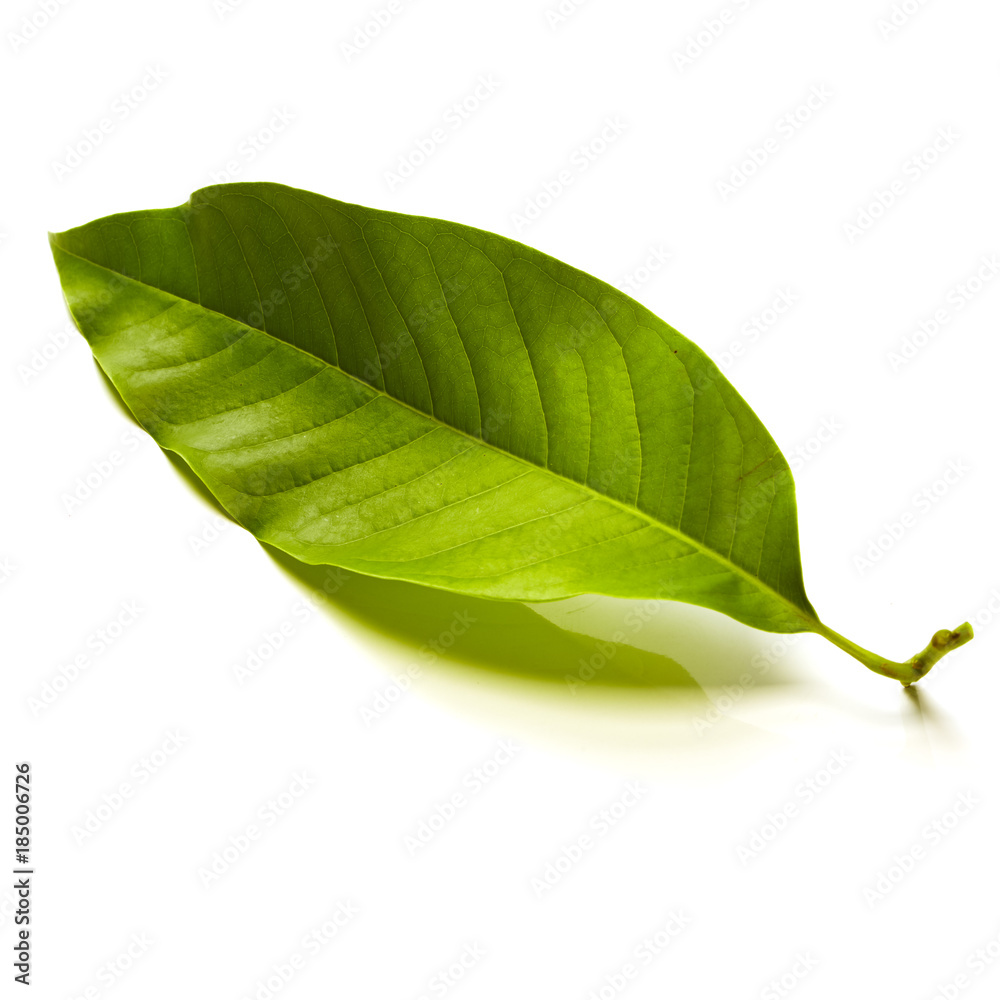 Obraz premium Champaka leaf tropical isolated on white