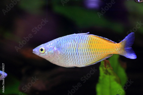 Boeseman's rainbowfish (Melanotaenia boesemani) in Papua New Guinea photo