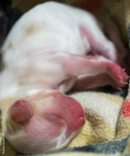 newborn sweet defenseless white-pink puppy right after delivery wrapped in a blanket close-up © Magdalena