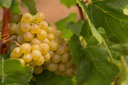 white wine berry in wine field