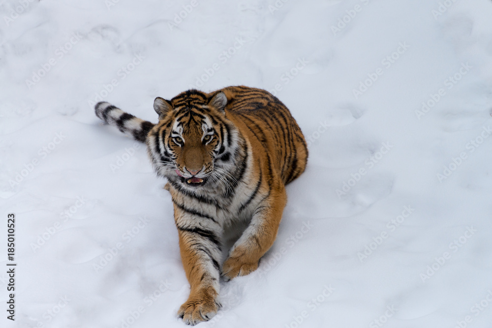 Obraz premium Laying Tiger in Snow