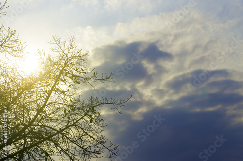 Tree with sky background