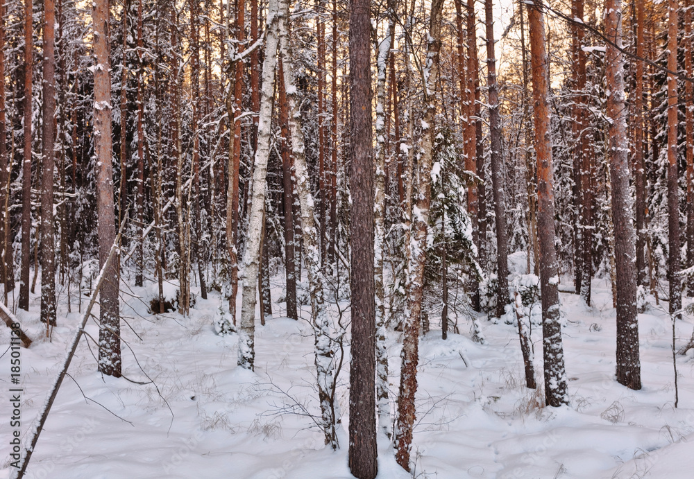 winter sunset in forest winter sunset in forest