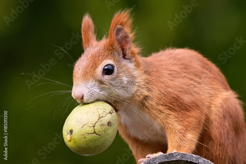 Tapety artystyczne Eichhörnchen mit Walnuss