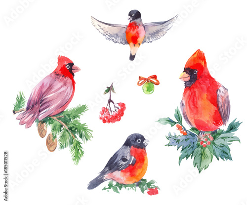 Watercolor illustrations of christmas birds. Red Cardinal, bullfi