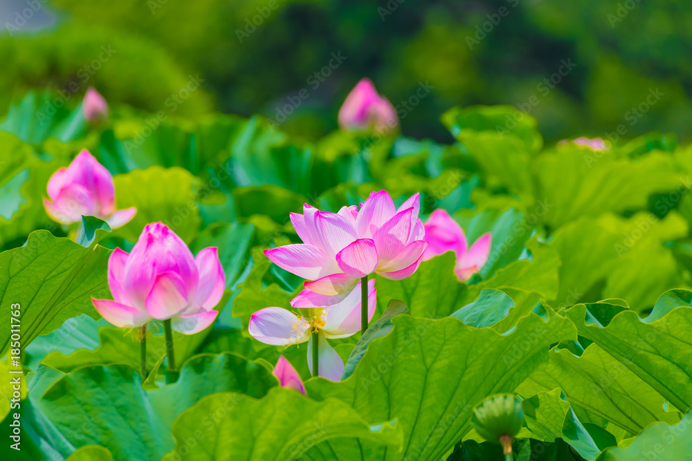 The Lotus Flower.Background is the lotus leaf and lotus bud and lotus flower and tree.Shooting location is Yokohama, Kanagawa Prefecture Japan. The Lotus Flower.Background is the lotus leaf and lotus bud and lotus flower and tree.Shooting location is Yokohama, Kanagawa Prefecture Japan.