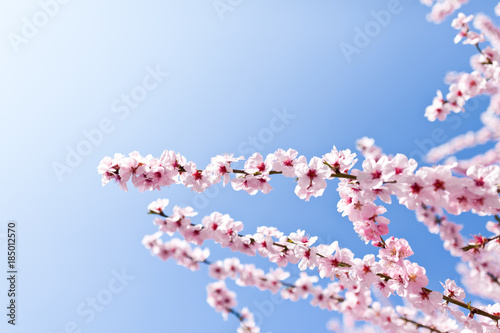 Kirschblüten am Zweig