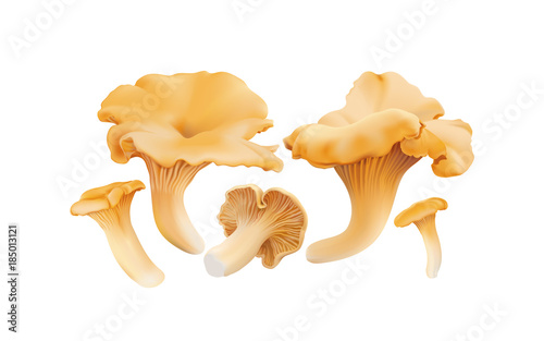 Chanterelle ( Cantharellus cibarius ) edible wild mushrooms. Realistic vector illustration on white background.
