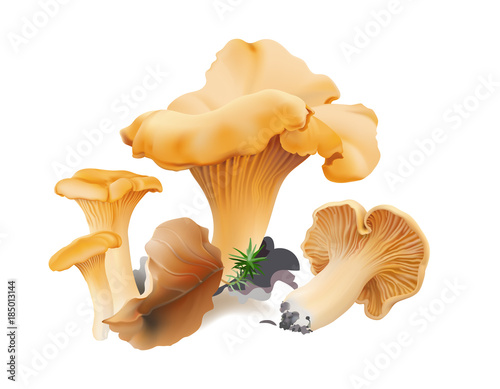  Chanterelle ( Cantharellus cibarius ) edible wild mushrooms, moss, fallen leaf. Realistic vector illustration on white background.
