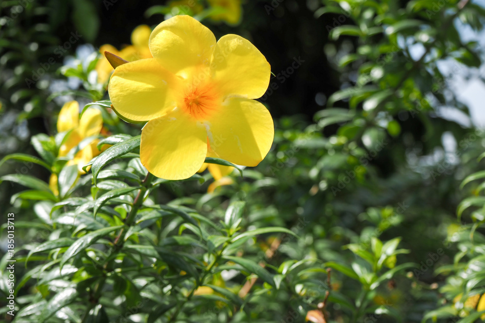 Yellow Golden Trumpet flower or Allamanda Flower Yellow Golden Trumpet flower or Allamanda Flower