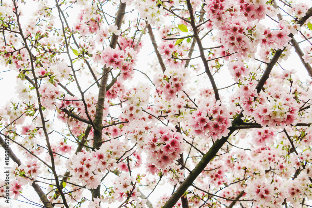 Closeup Blossom pink sakura tree in the Tianyuan Temple,Taiwan Closeup Blossom pink sakura tree in the Tianyuan Temple,Taiwan