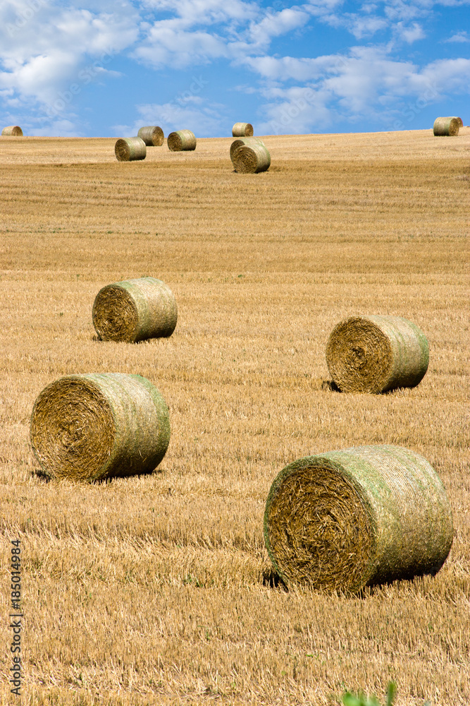  barley field after harvest with straw, Czech Republic