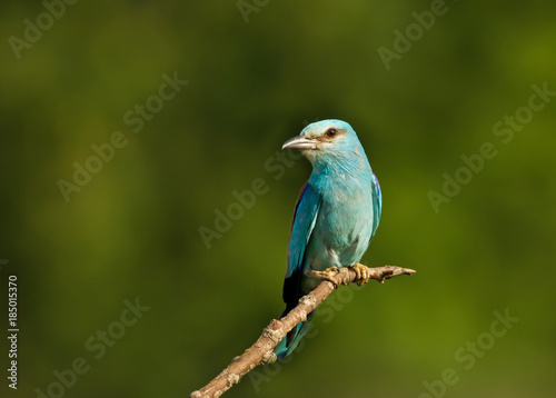 European roller perching against a green background on a sunny summer day in Bulgaria. © giedriius