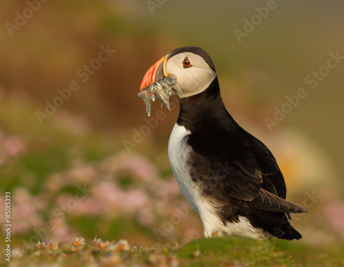Close up of Atlantic puffin with the beak full of sand eels against colorful background, England. © giedriius