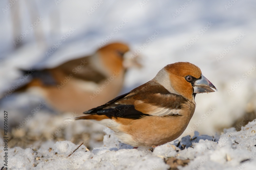 two hawfinch (Coccothraustes coccothraustes) on the snow two hawfinch (Coccothraustes coccothraustes) on the snow