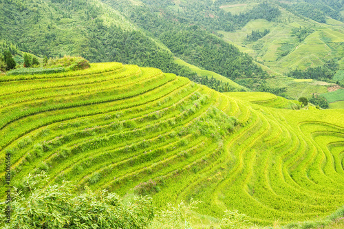 The Longsheng Rice Terraces(Dragon's Backbone) also known as Longji Rice. Longsheng Country, Guangxi, China