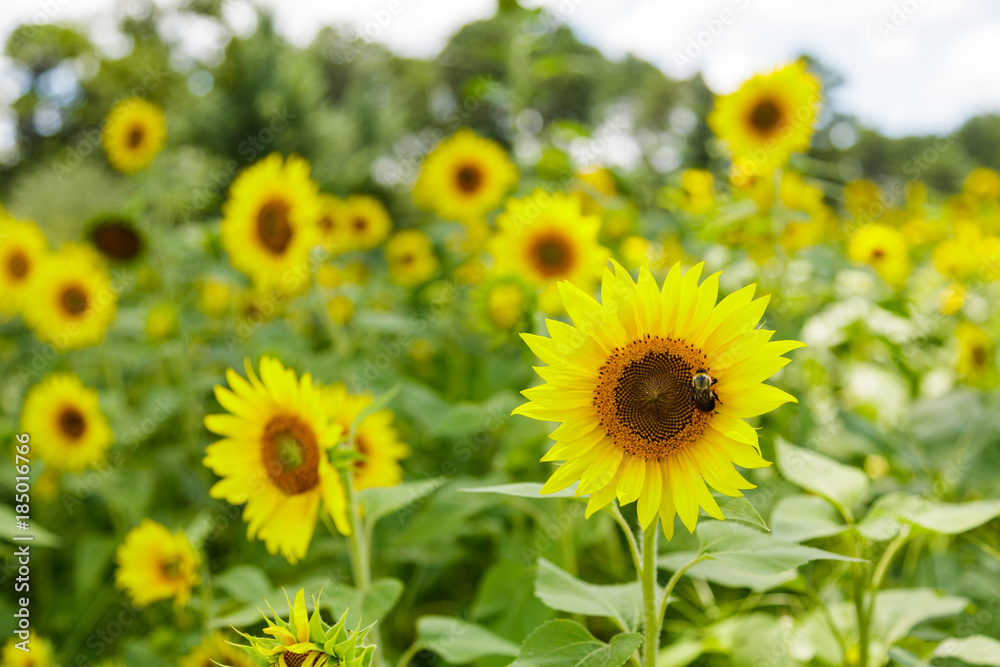 Bees in Field of Sunflowers Bees in Field of Sunflowers