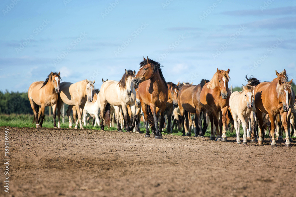 Herd of running horses on a summer meadow