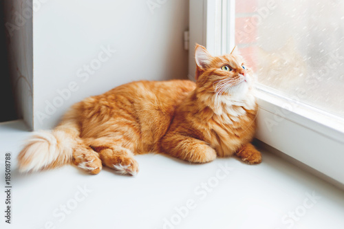Cute ginger cat sitting on window sill and looking on falling snow. Cozy home background with domestic fluffy pet.